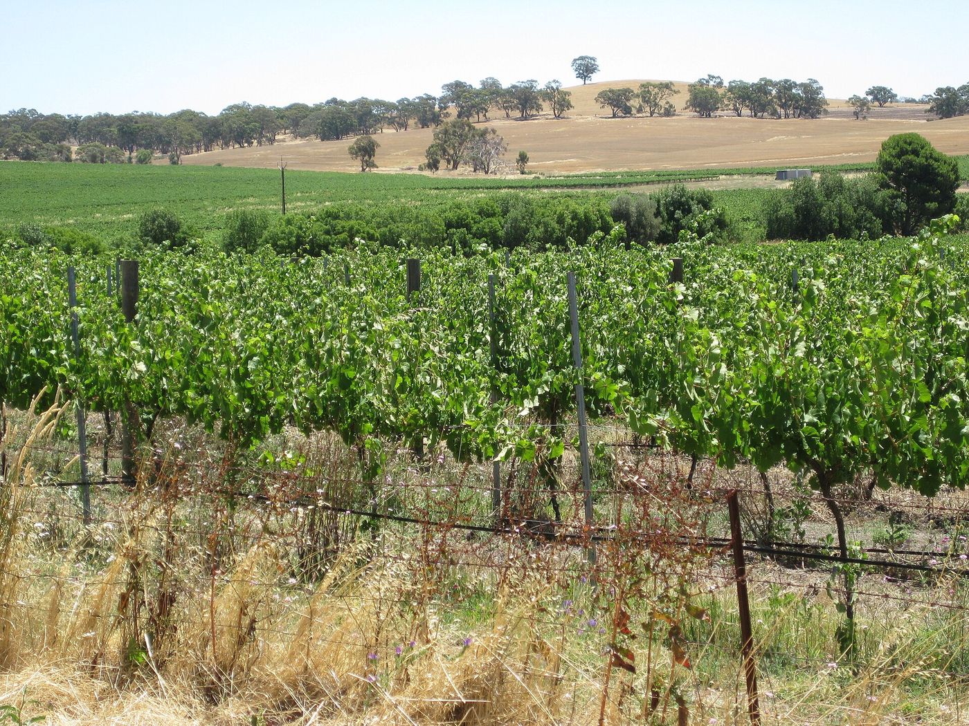 Vineyards at Stanley Flat, Clare Valley