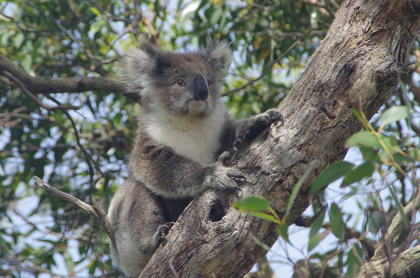 Koala