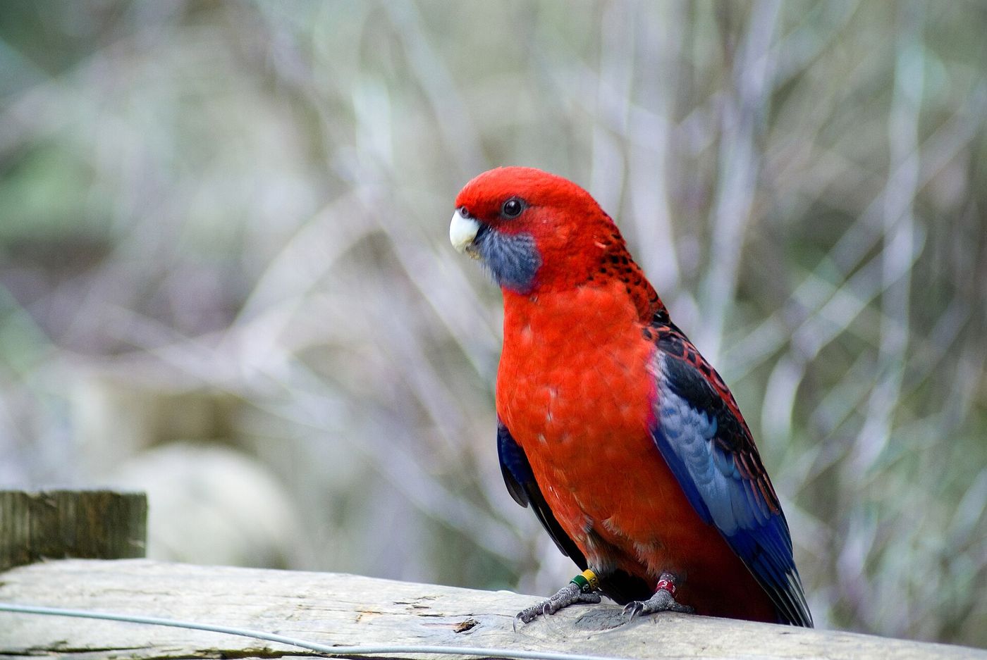 Crimson rosella, Grants Picnic Ground, Dandenong Ranges