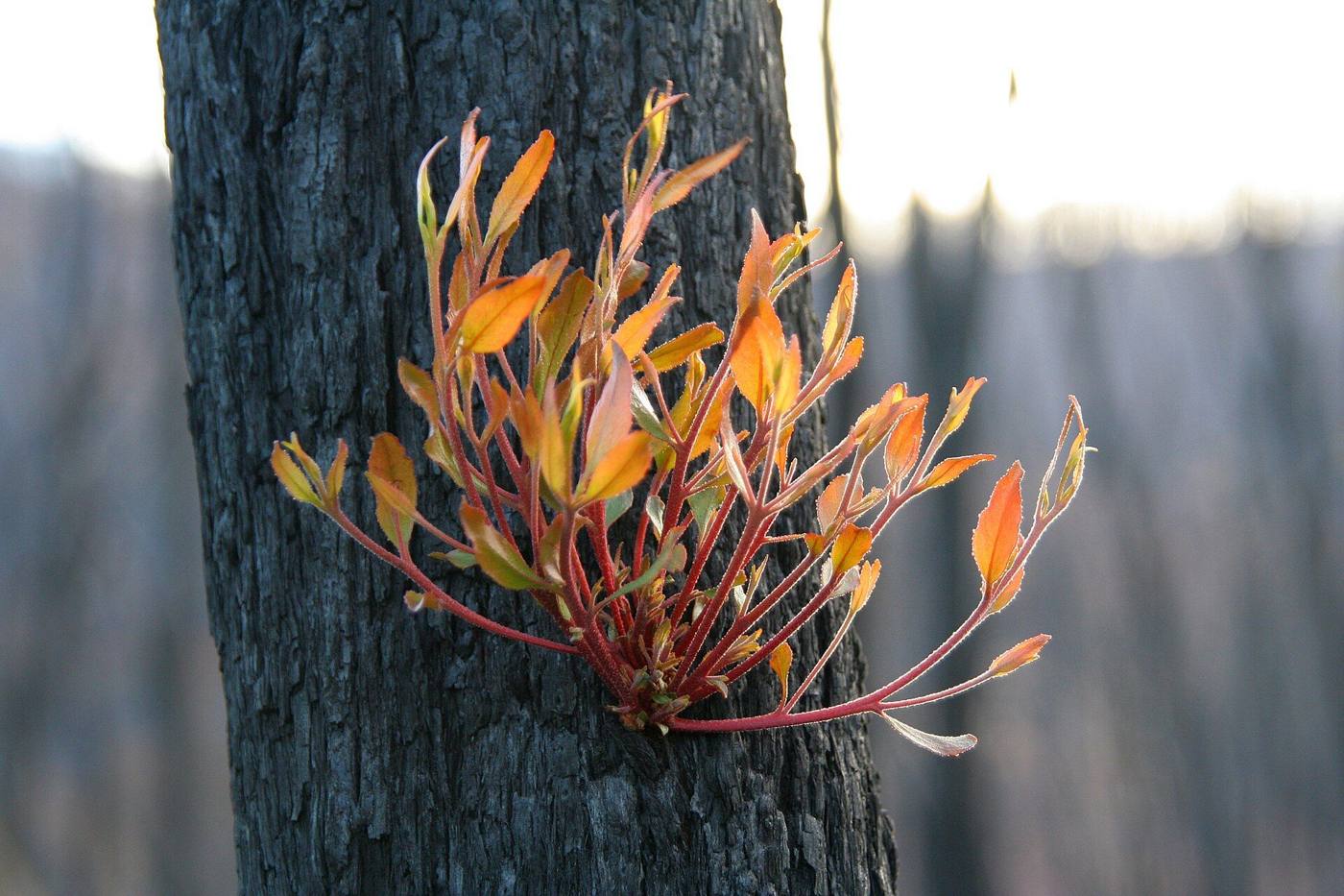 Forest regrowth after the 2009 bushfires