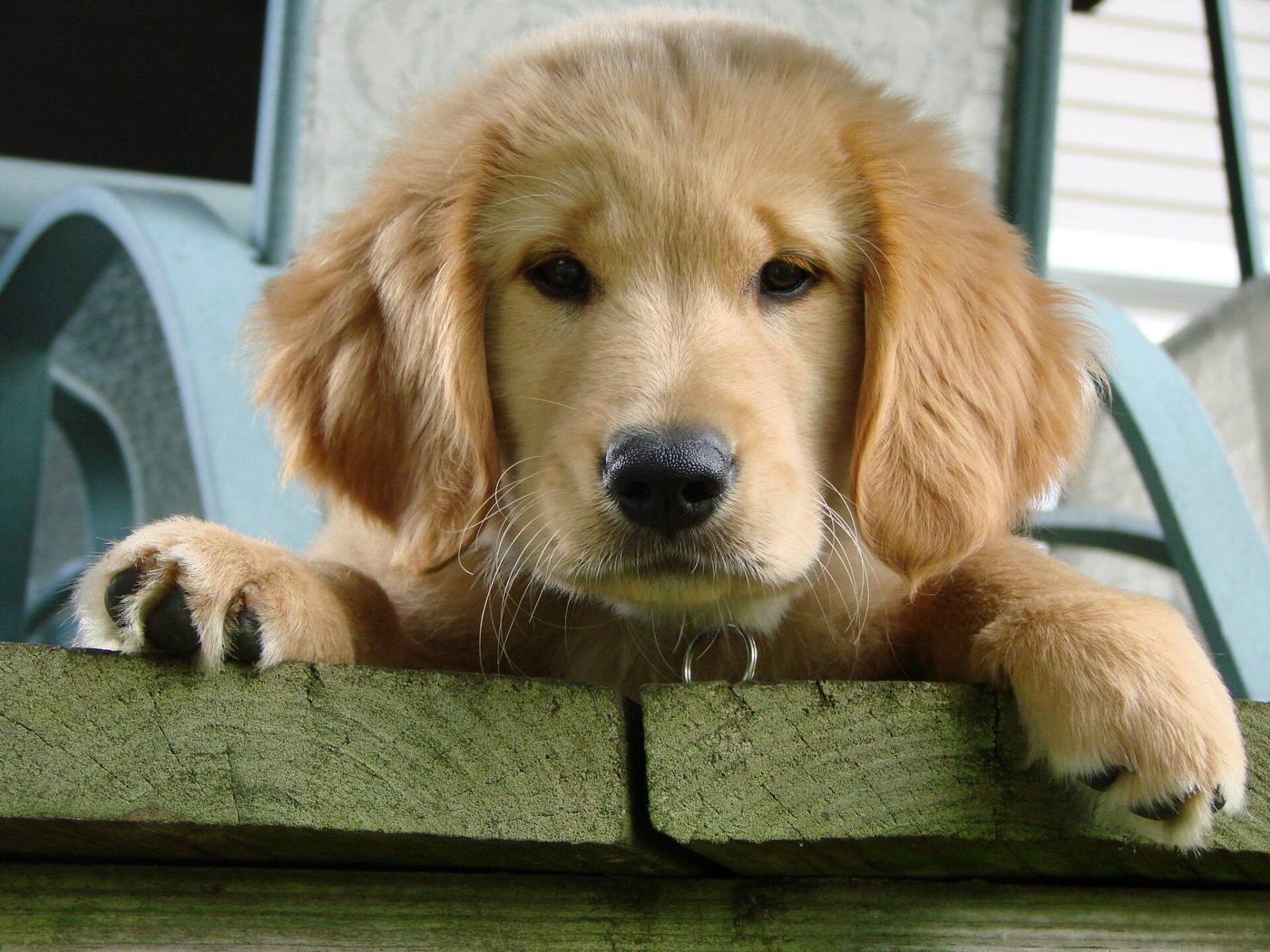 Golden retriever