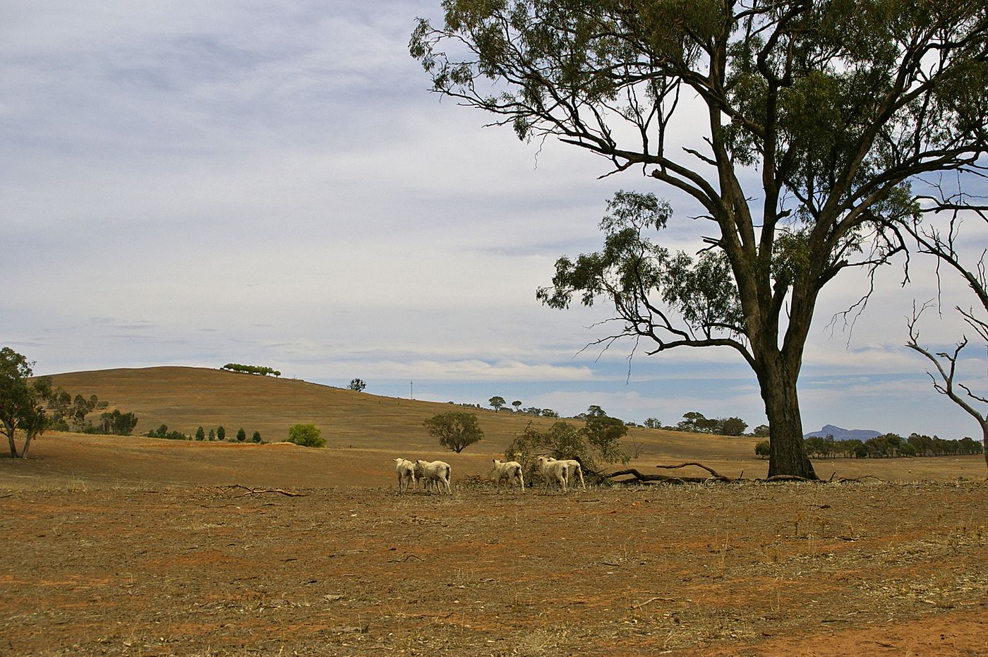 Sheep on a drought-affected paddock near Uranquinty, NSW
