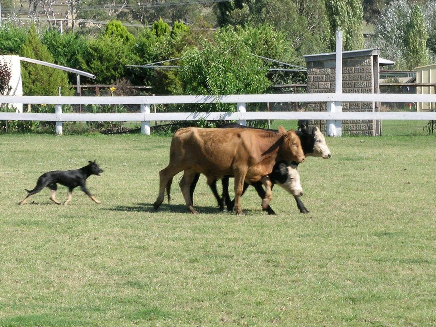 Working kelpie