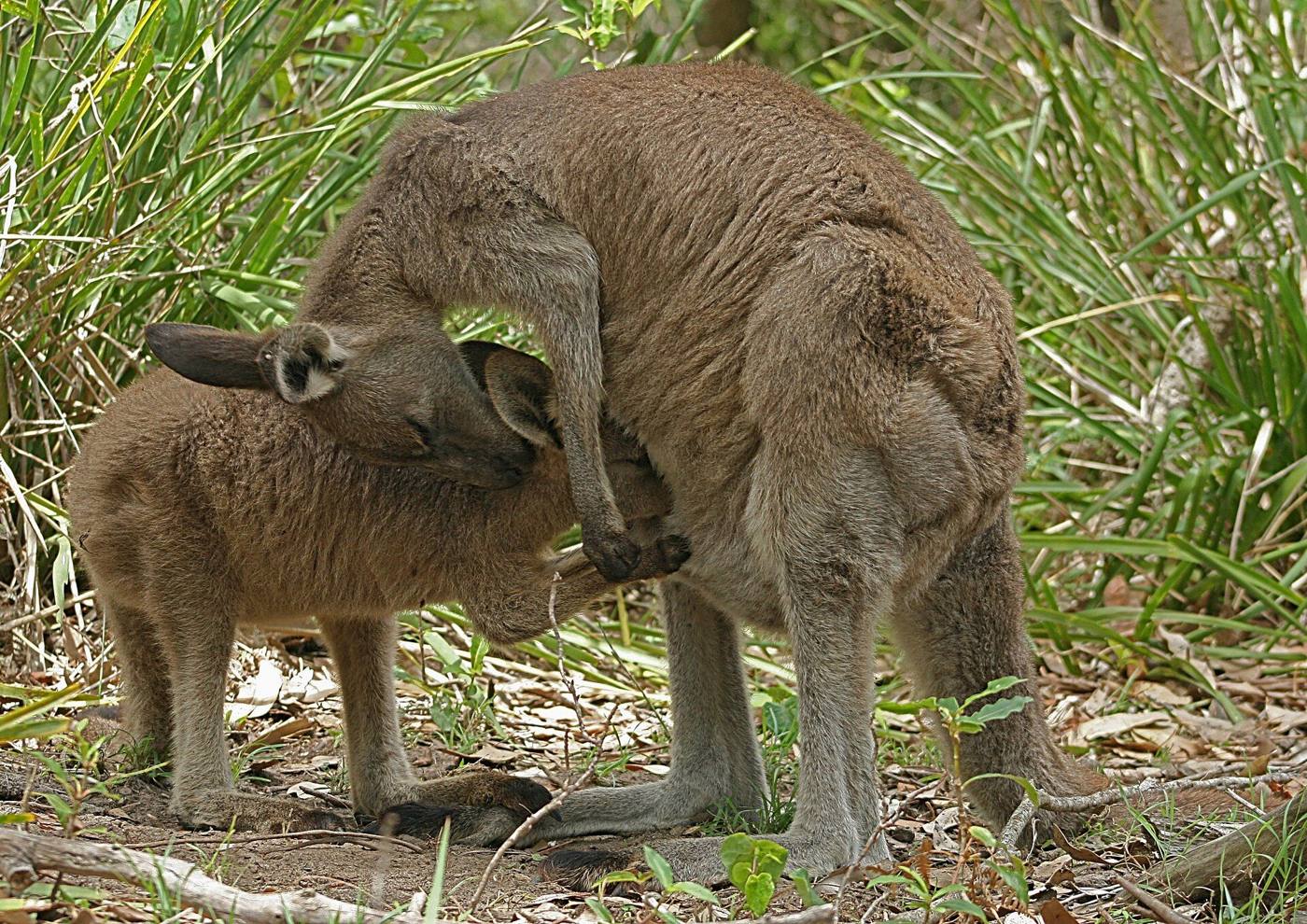 Kangaroo with joey