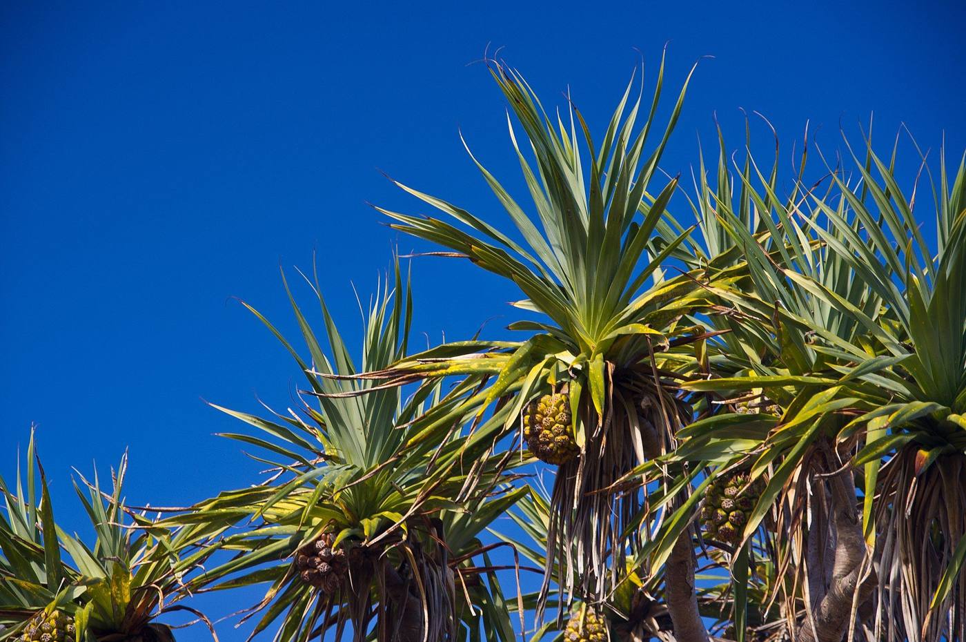 Pandanus palm