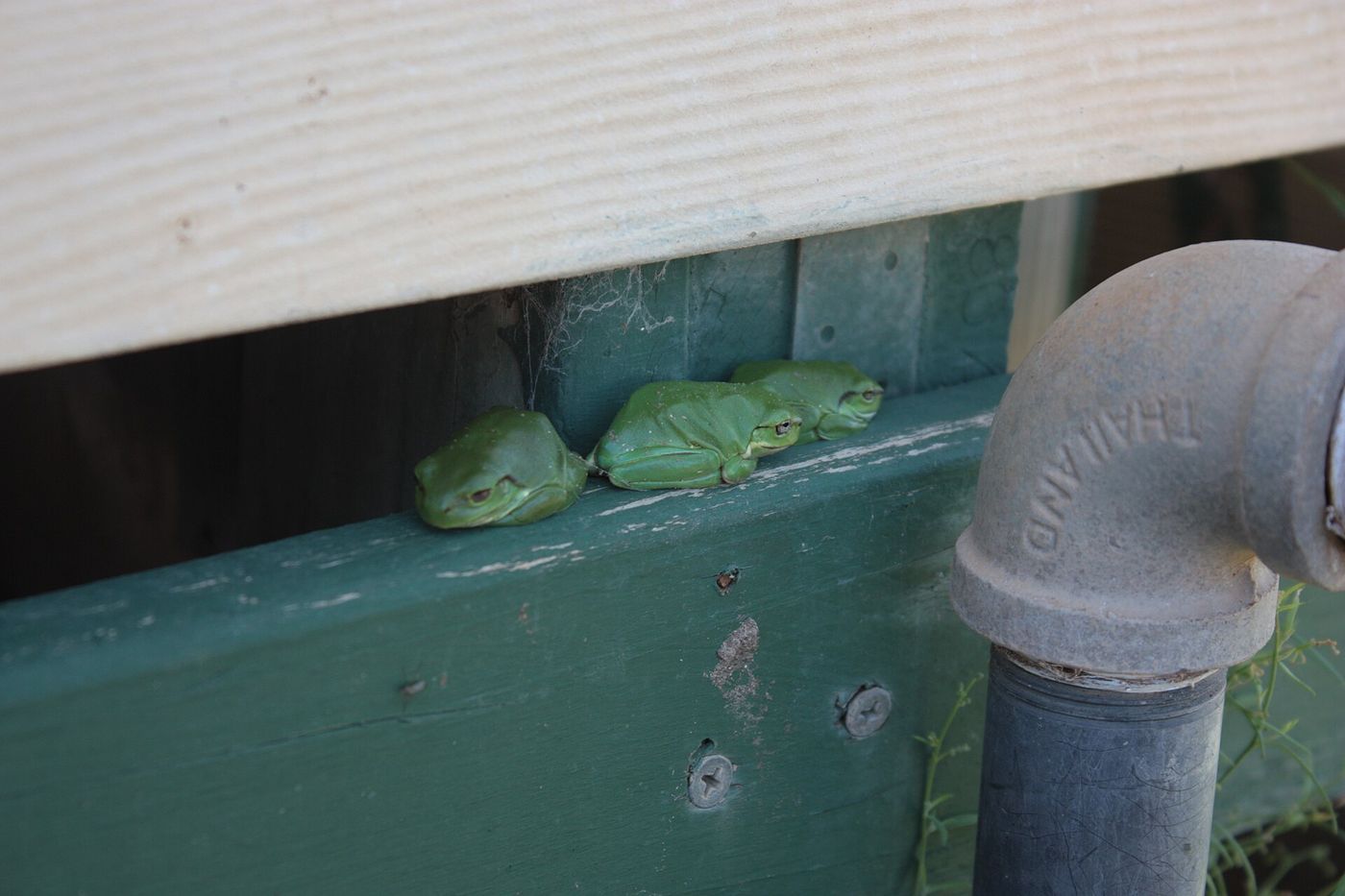 Australian green tree frogs beside a garden tap