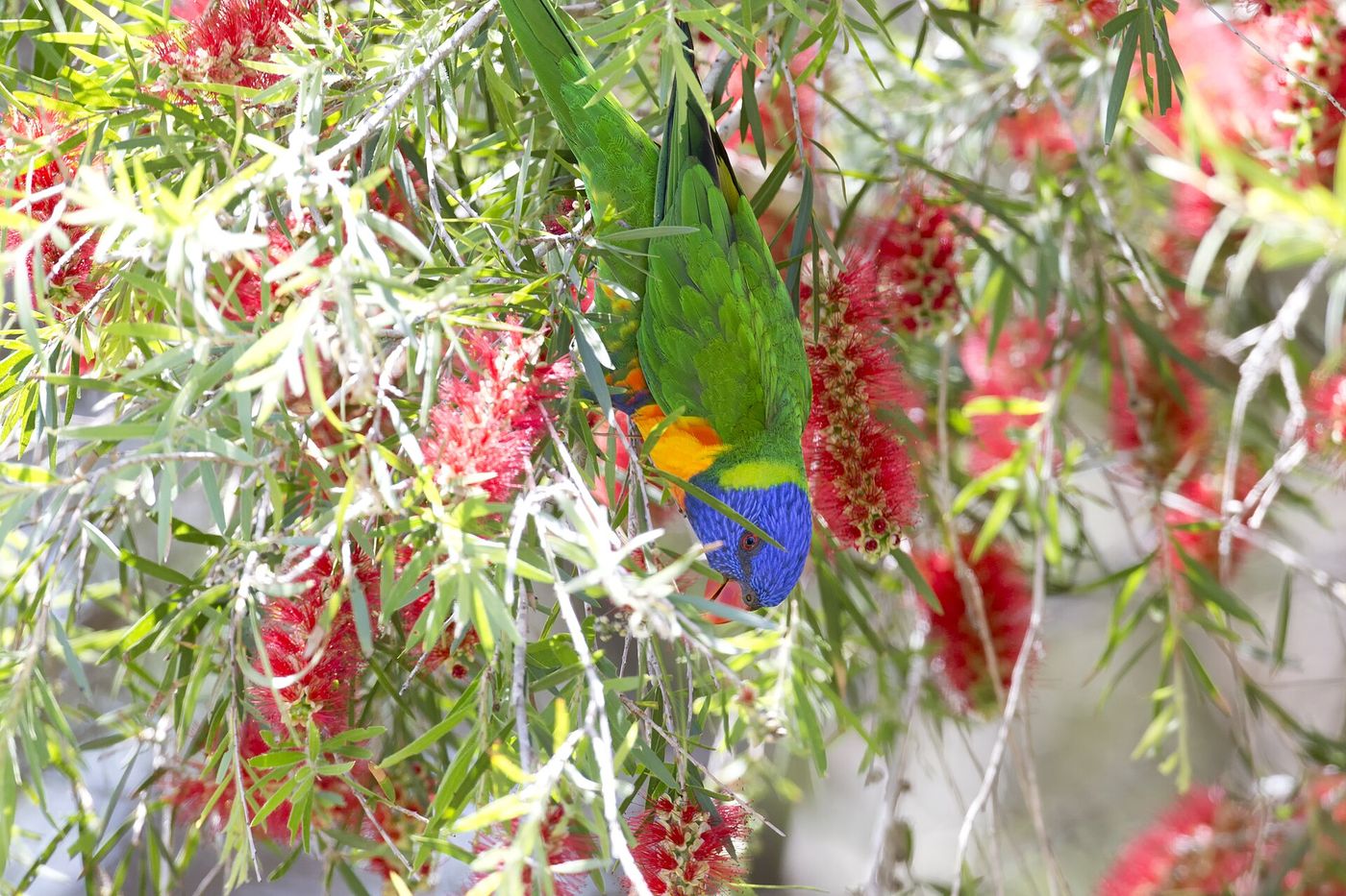 Rainbow lorikeet feeding on bottlebrush flowers