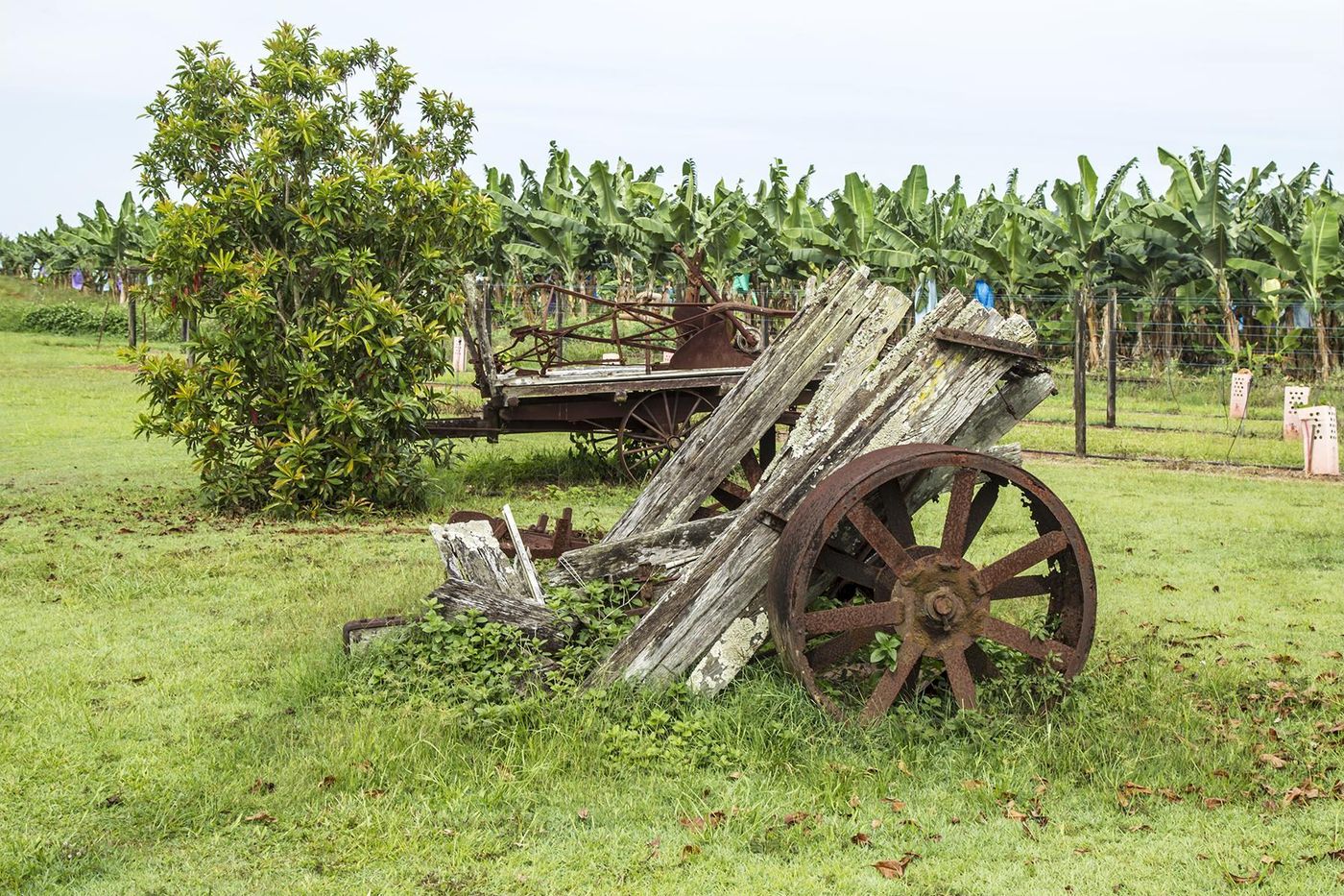 Banana farm near Atherton, Far North Queensland