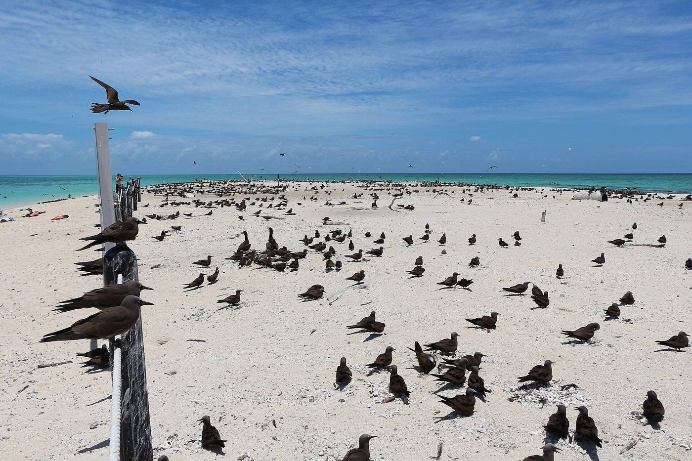 Michaelmas Cay, Great Barrier Reef