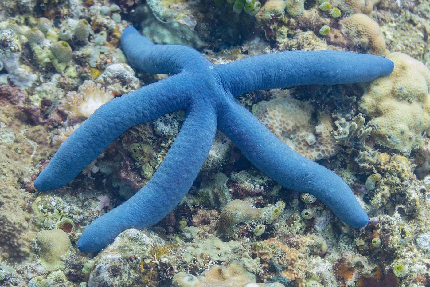Blue sea star