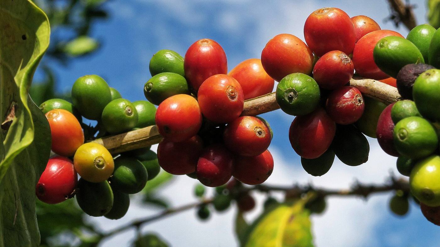 Coffee cherries on the bush