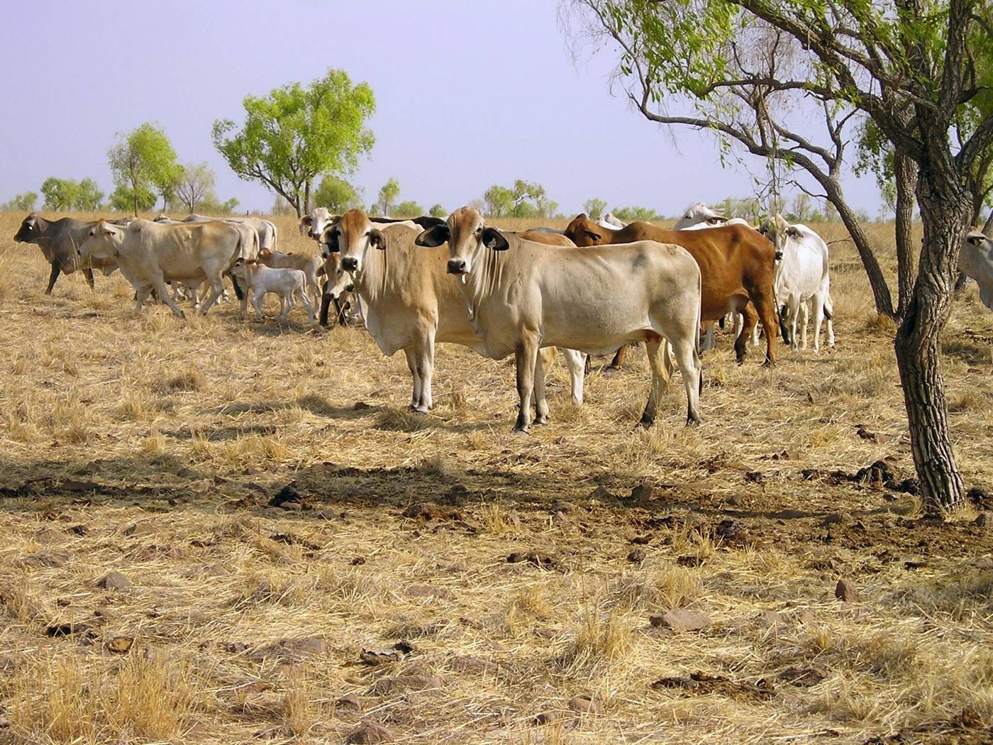 Brahman cattle