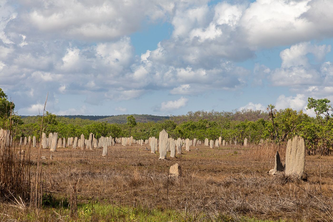 Magnetic termite mounds, Litchfield National Park, NT