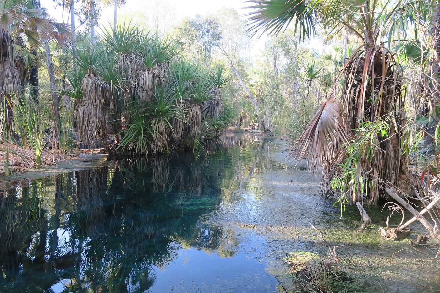 Bitter Springs thermal pool, Mataranka