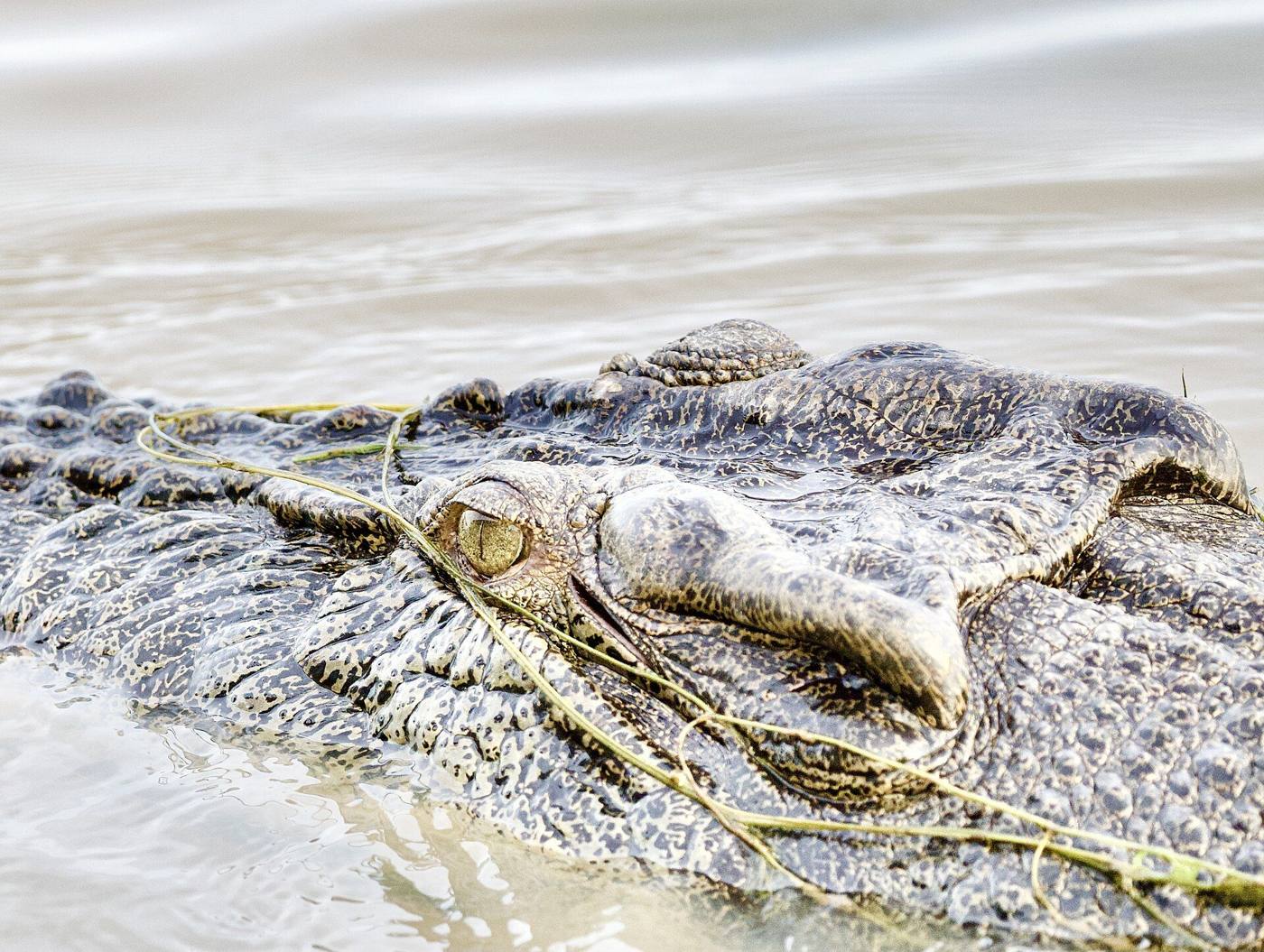 Saltwater crocodile