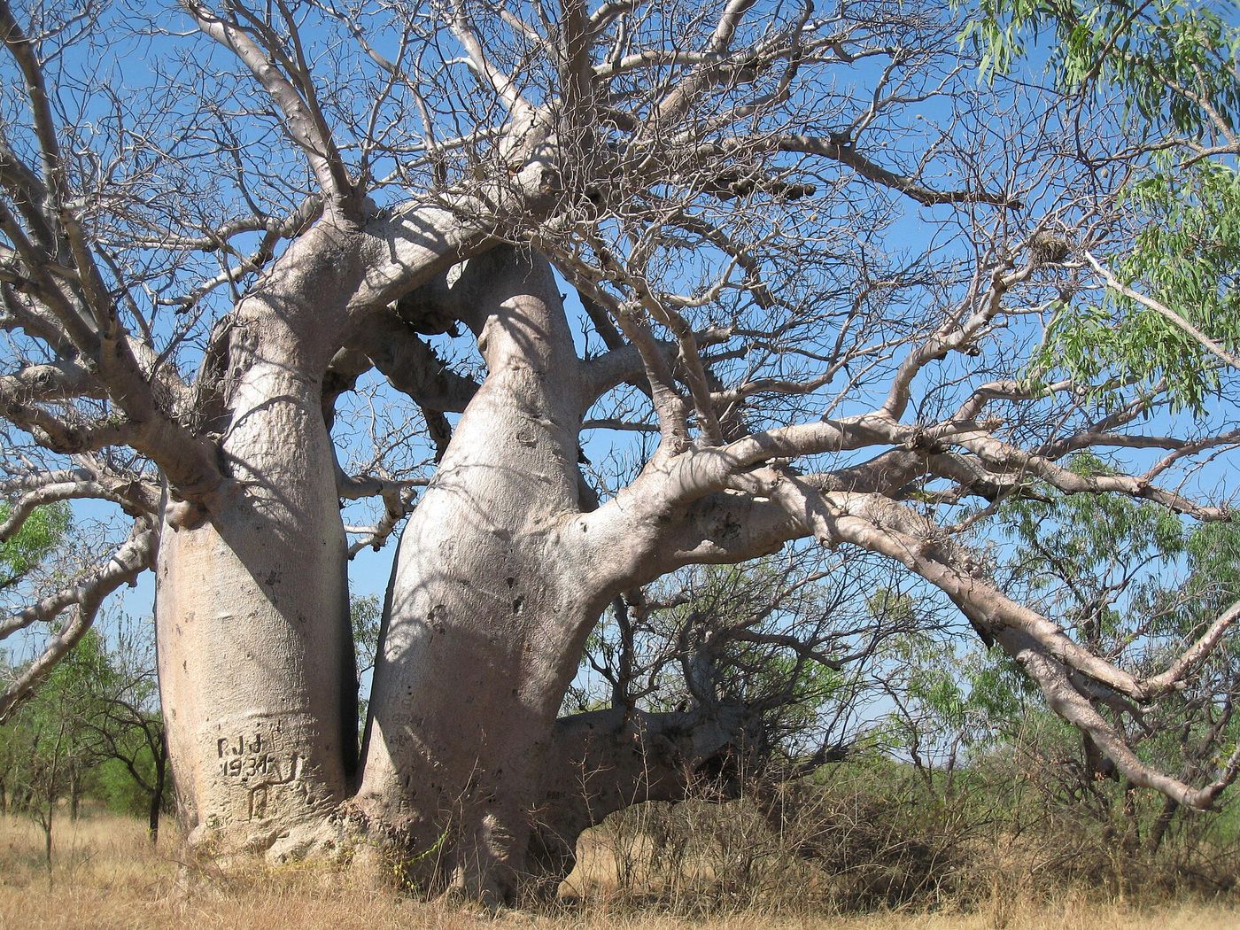 Boab tree, Northern Territory