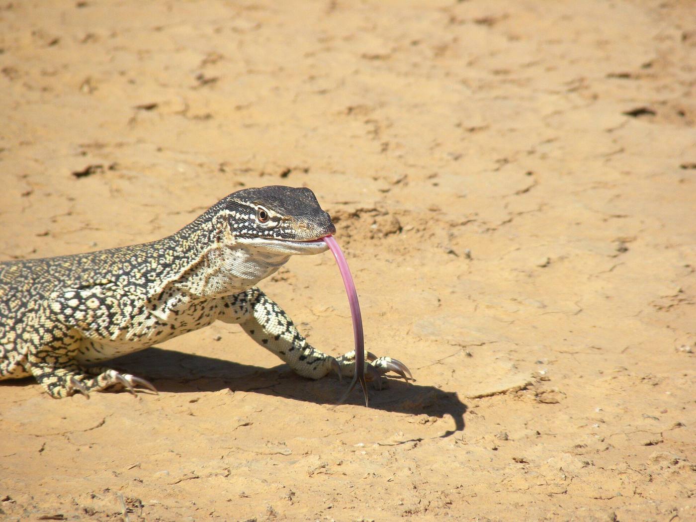 Goanna