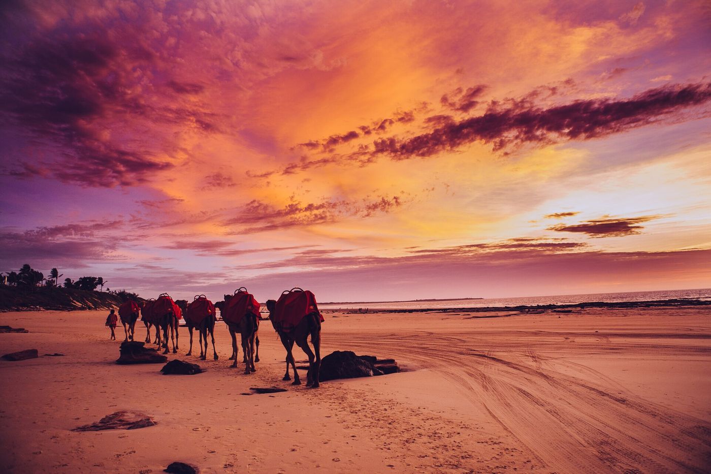 Camel train at sunset, Cable Beach