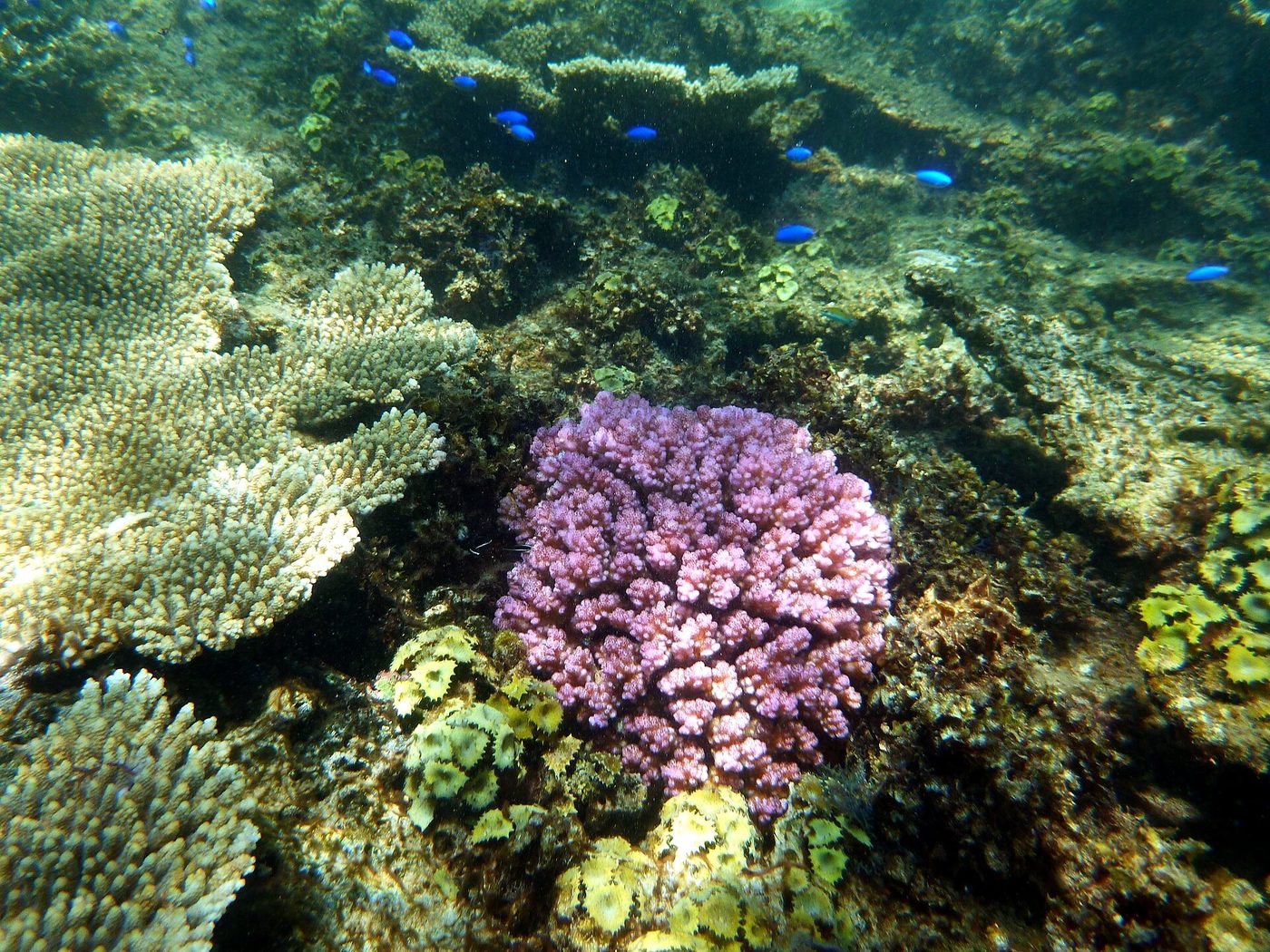 Coral and reef fish on Ningaloo Reef, near Exmouth
