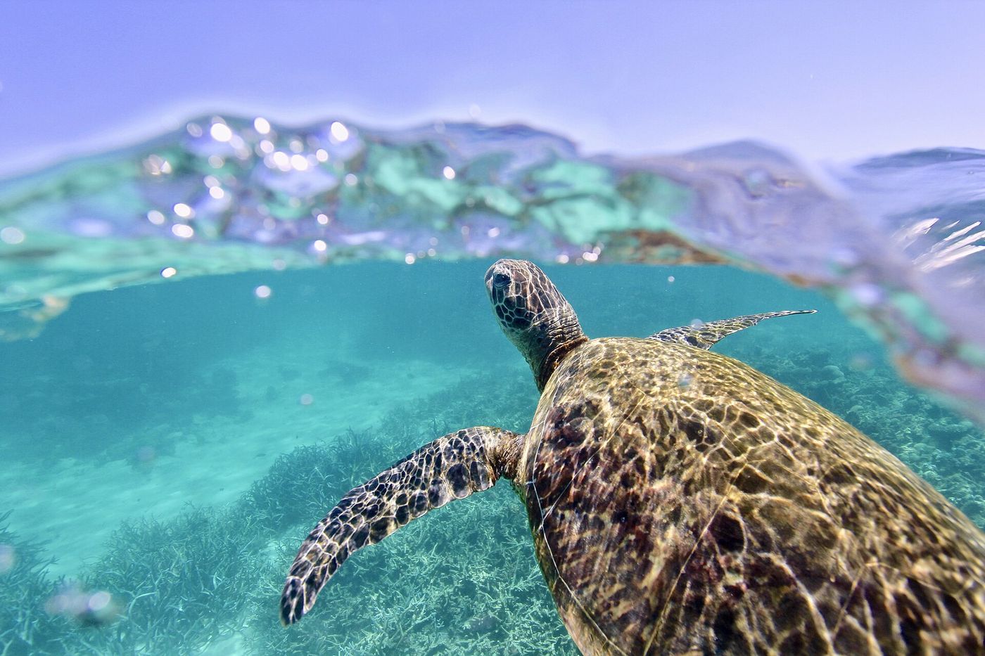 Green sea turtle, Ningaloo Reef