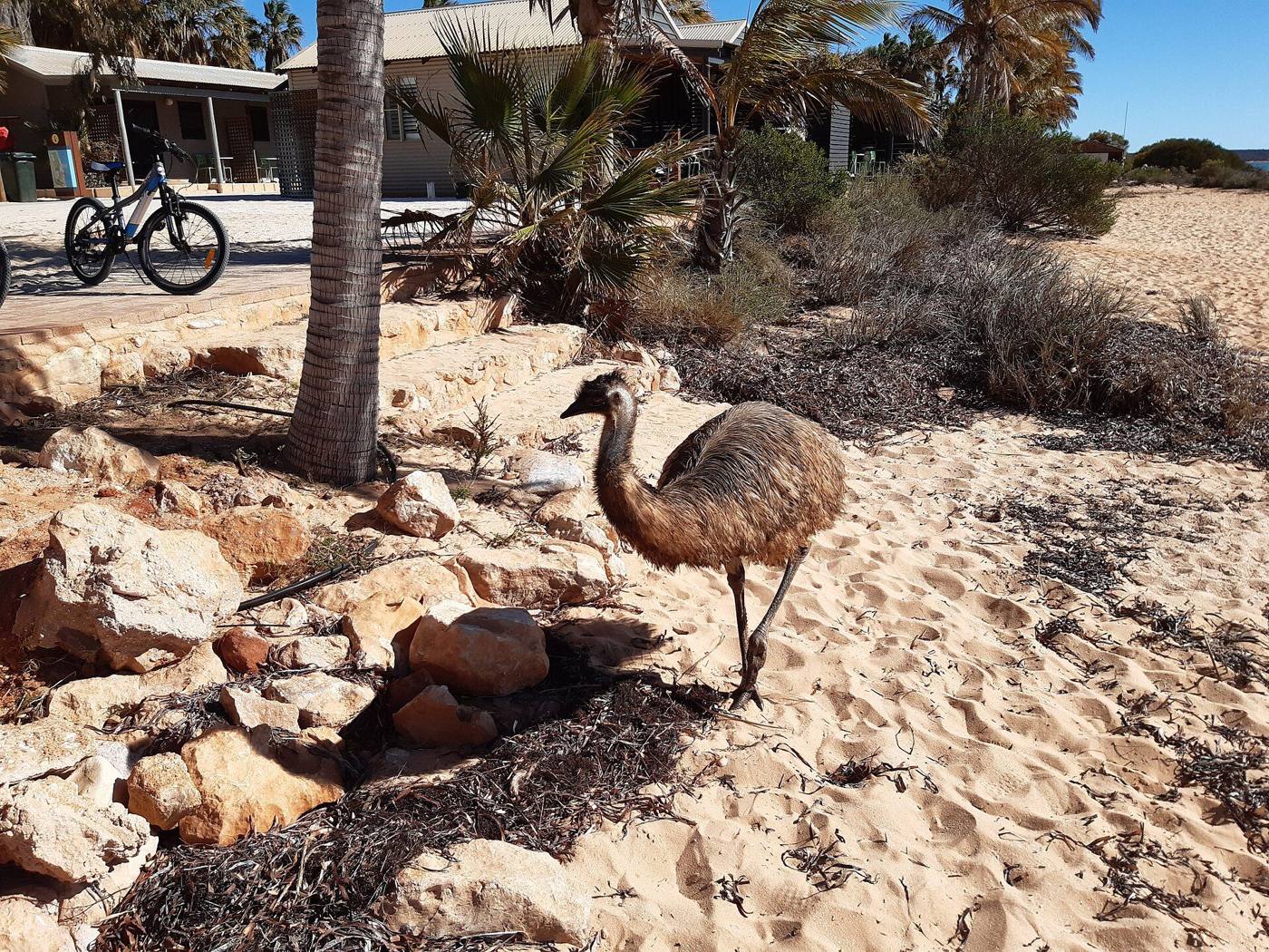 Emu